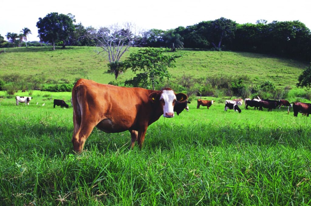 Carnes de libre pastoreo: comida que te cura a ti y al medioambiente